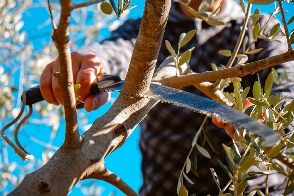 Jarní prořezávání olivovníků
